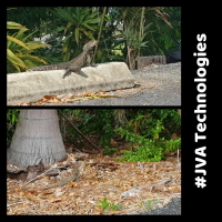 Local Visitors